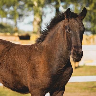 brązowy koń stojący na tle drzew